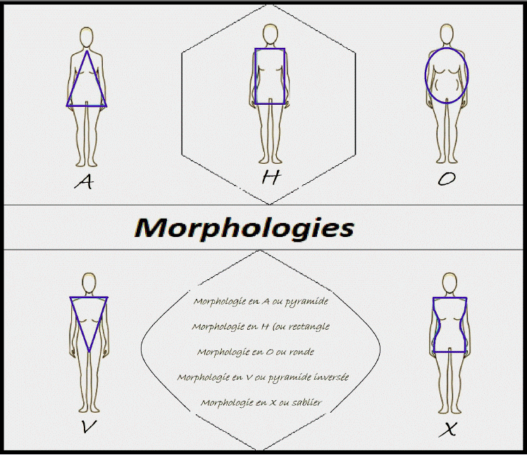 Morphologie femme en A V H O X 1